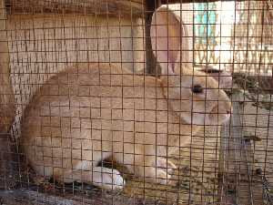 Conejo en una granja Fuente: Regmurcia