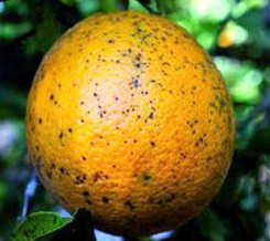 NaranjaconmanchanegraFotoASAJA
