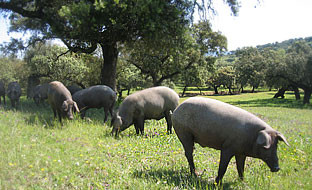 Dehesa porcino (Foto Junta de Andalucu00eda)