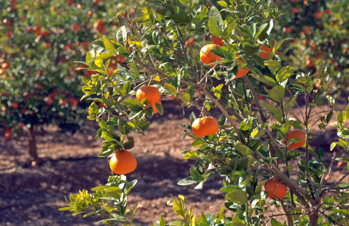 Mandarinas u00e1rbol (Foto Generalitat Valenciana)