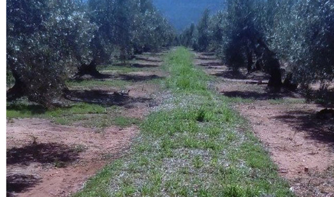 Agricultura ecológica Cubierta vegetal en olivar (Foto Junta de Andalucía)
