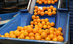 Naranjas en fábrica (Foto Junta de Andalucía)