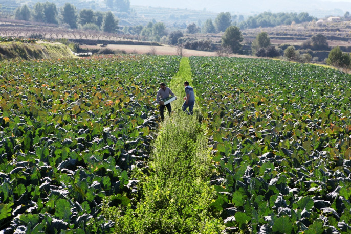Agricultura ecologica 3 coles 2 (Foto Generalitat Valenciana)