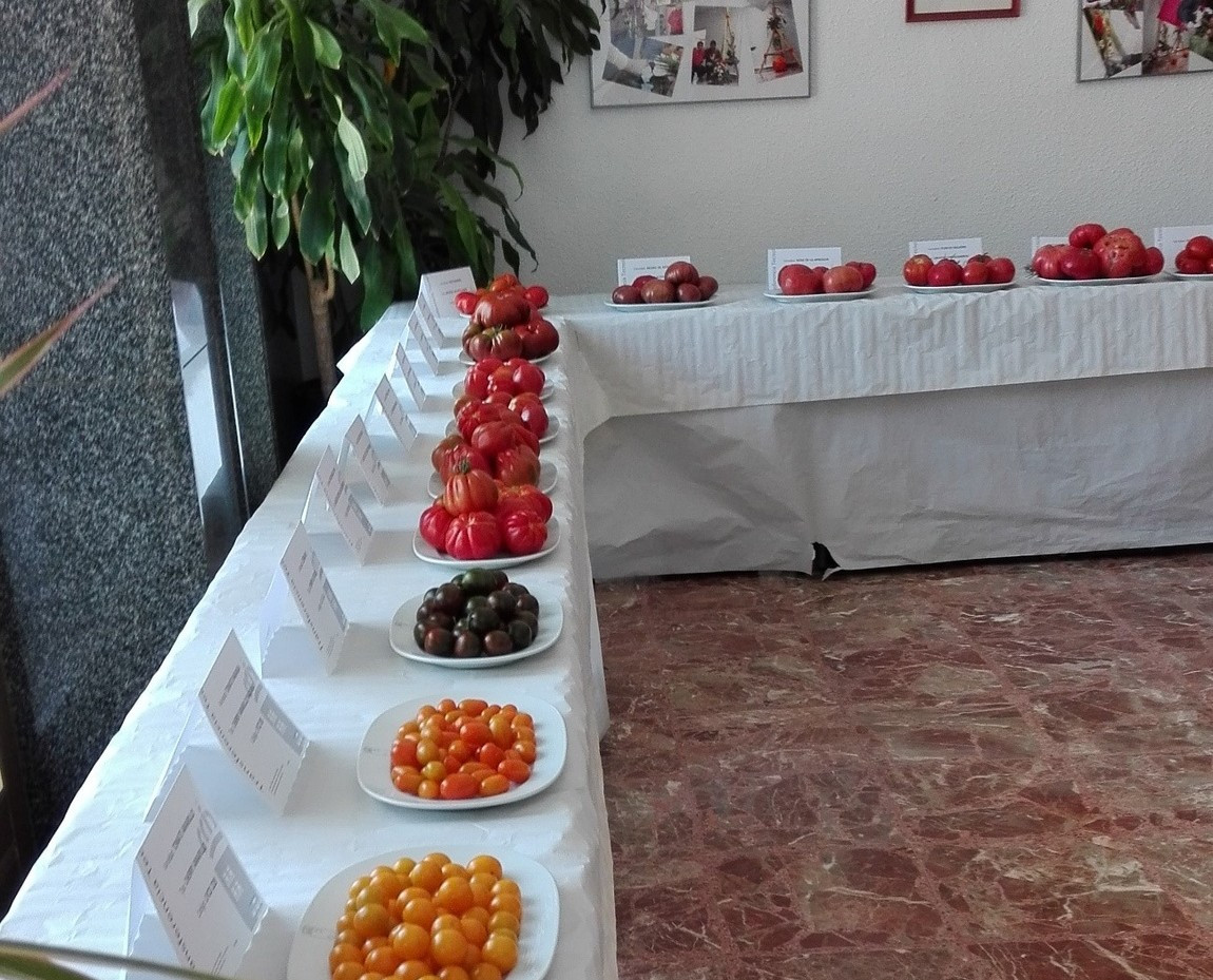 Jornada variedades tradicionales de tomate CifeaTP (Foto CARM)