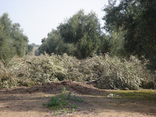Residuos Olivar Biomasa (Foto Interempresasnet)