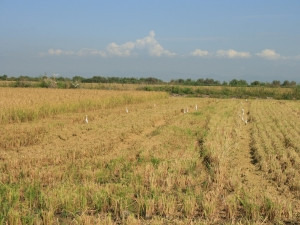 Fangueo del arroz (Foto AVA Asaja)