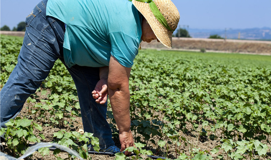 MujerAgriculturaEstandardn (Foto Junta de Andalucía)