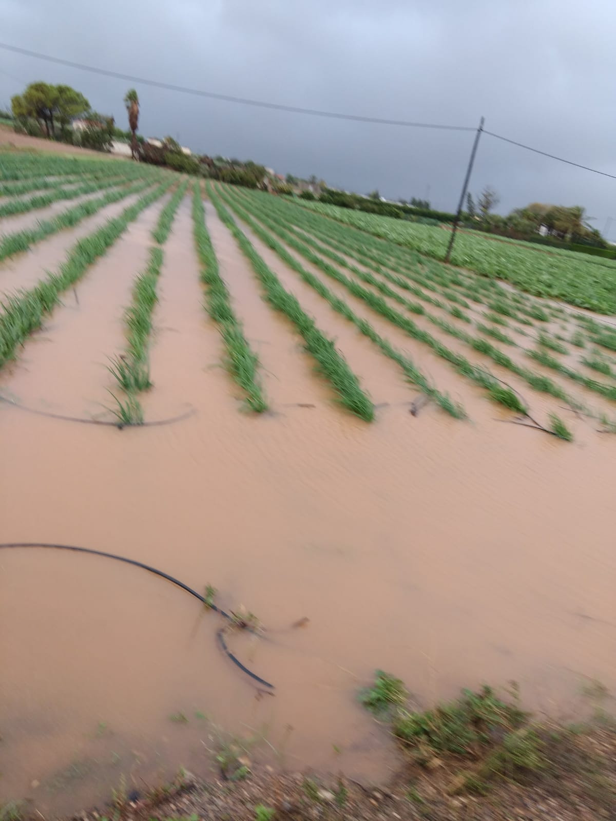 Campo inundado (Foto La Unió)