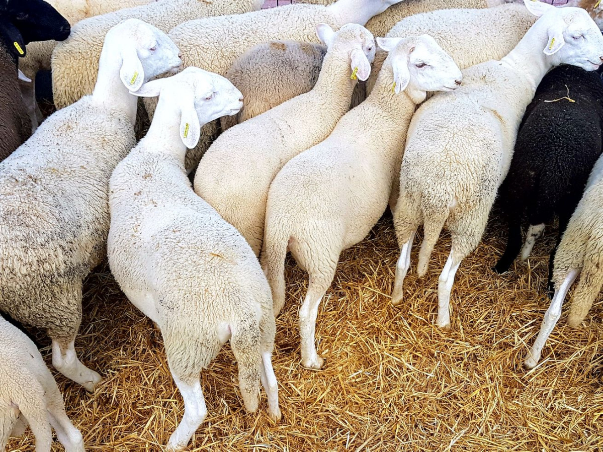 Ovelles ovejas en la Fira de Vinaros (Foto Generalitat Valenciana)
