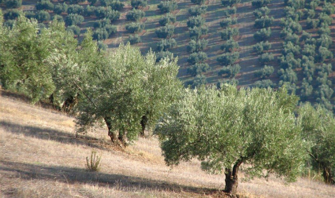 Olivos olivar ayudas mantenimiento zonas agrícolas adversas (Foto Junta de Andalucía)