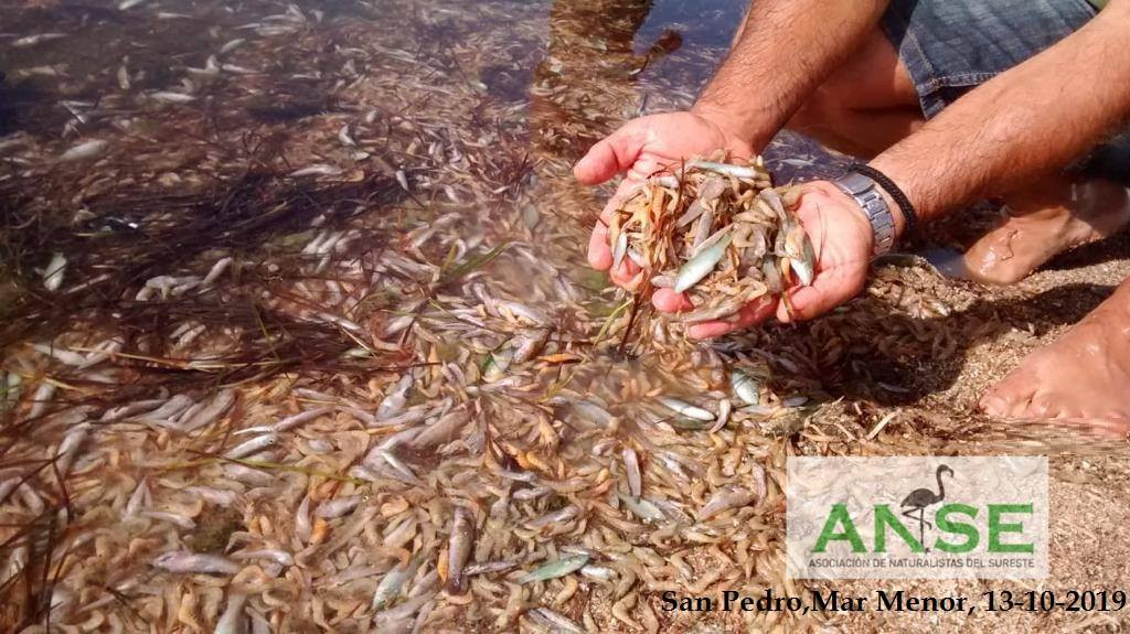 Mortantad peces Mar Menor 13 oct 2019 (Foto ANSE FB)