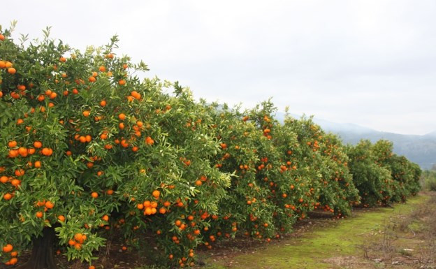 Naranjas árbol huerto (Foto Unión de Uniones)