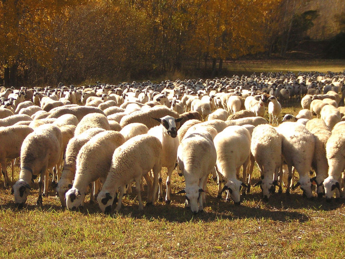 Rebaño oveja ojinegra (Foto MAPA)