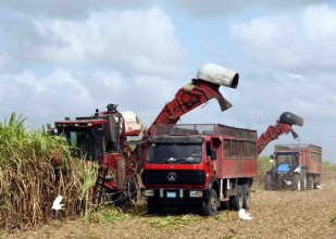 Zafra azucarera Cuba (Foto FAOweb)