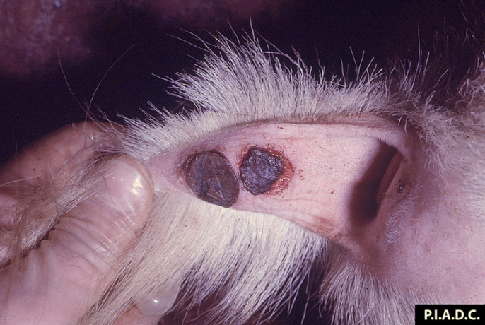 Lesiones Viruela ovina y caprina (Foto Centro de Enfermedades Animales de Plum Island PIADC)