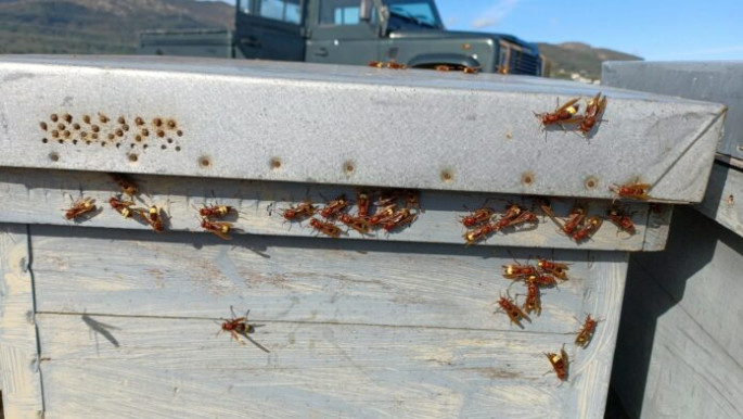 Vespa orientalis avispa abejas (Foto COAG Andalucía)