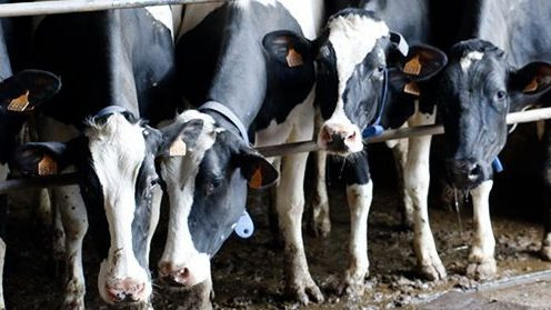 Vacas vacuno leche (Foto UPA)