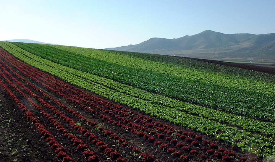 Plantaciu00f3n ecolu00f3gica de variedades de lechuga cultivo campo (Foto Junta de Andalucu00eda)