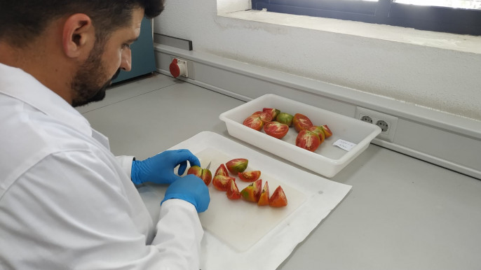 Innopropel investigación tomate (Foto UMH Elche)