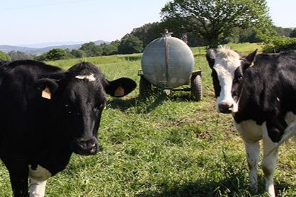 Vacas lecheras pastando 2 (Foto UPA)