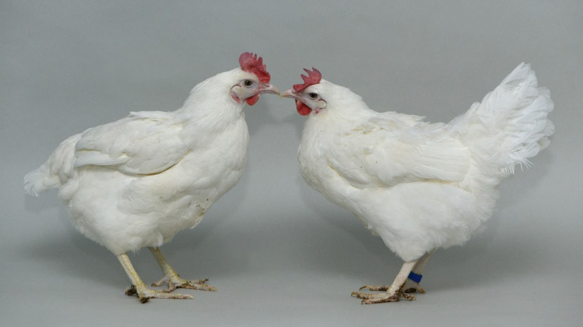 Oollo sin ediciu00f3n genu00e9tica (izquierda) junto a un pollo editado con el gen ANP32A (derecha) (Imagen Norrie Russell Univ Edimburgoweb)