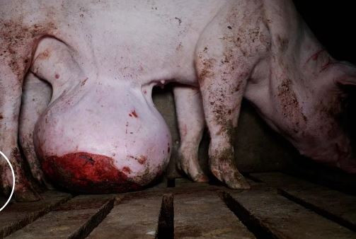 Granja porcino enfermo Burgos (Fotograma vídeo Observatorio Bienestar Animal)