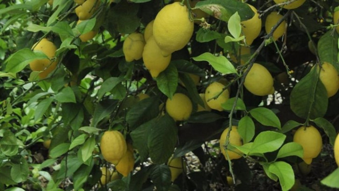 Limón en árbol limonero (Foto La Unió)