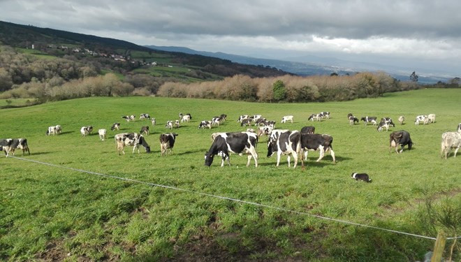 Vacas pastando vacuno (Foto Fruga vía Unión de Uniones web)
