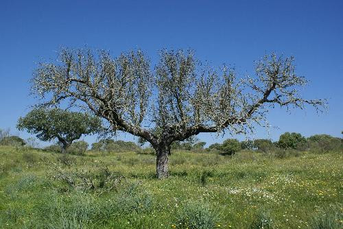 u00c1rbol muerto aparentemente por la seca (Foto Junta de Extremadura)