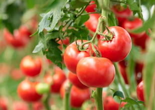 Planta de tomate (Foto Fepex)