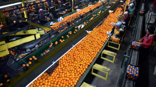 Industria de cítricos naranjas (Foto La Unió)