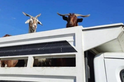 Transporte caprino cabras camión (Foto Unión de Uniones)