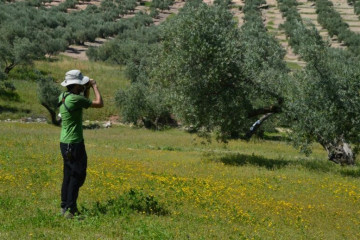 Rubén Tarifa en hábitat de olivar y áreas seminaturales aledañas (Foto Francisco MCamacho Fund Descubre)