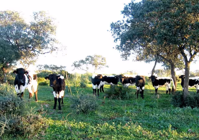 Vacas (Foto Magrama) Archivo