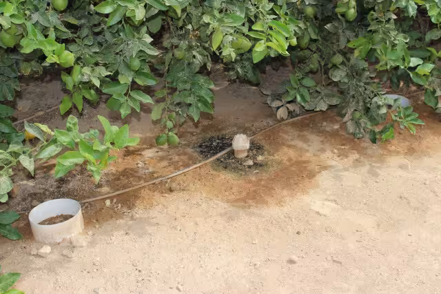 Sistema de riego localizado superficial c&iacute;tricos Imida (Foto CARM).JPG