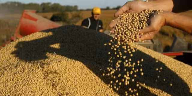 Soja transg&eacute;nica (Foto FAOorg)
