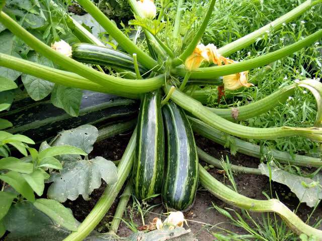 Calabacines verdes (Foto Junta de Andaluc&iacute;a)