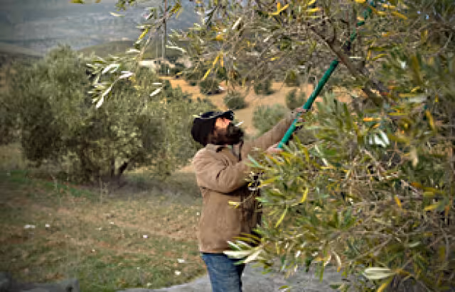 Jornalero trabajando en el olivo (Foto Junta de Andaluc&iacute;a) Archivo