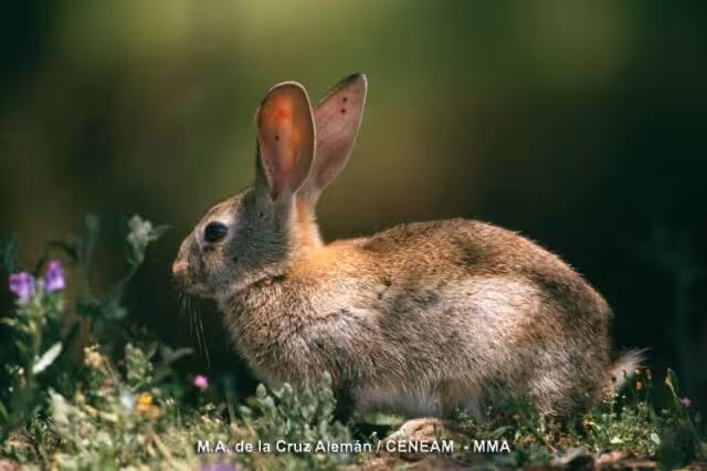 Conejo silvestre (Foto Mapama)