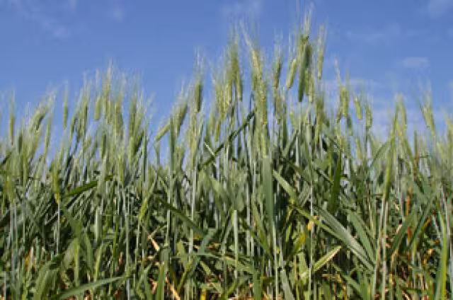 Campo de trigo (Foto Junta de Andaluc&iacute;a)