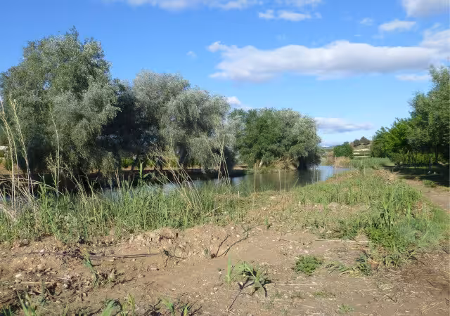 Bosque de Ribera (Foto CARM)