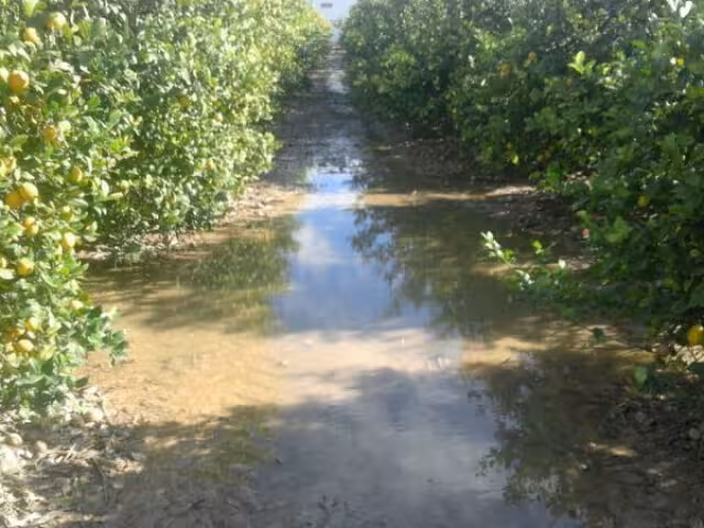 imagenes/w640/CampoinundadoFotoAsajaAlicante.jpg