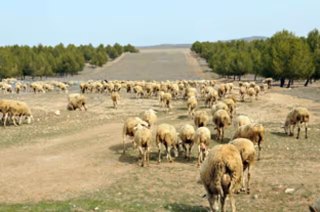 Pastoreo Ganado Ovino (Foto Junta de Andaluc&iacute;a).jpg