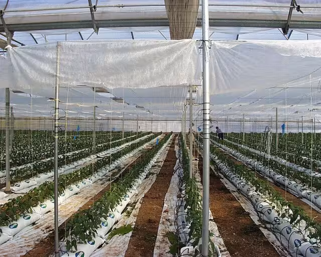 Cultivo de invernadero (Foto Coiam)