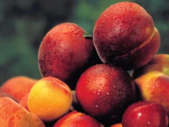 imagenes/w640/frutahuesoFotoCooperativasAgroAlimentarias_1.jpg