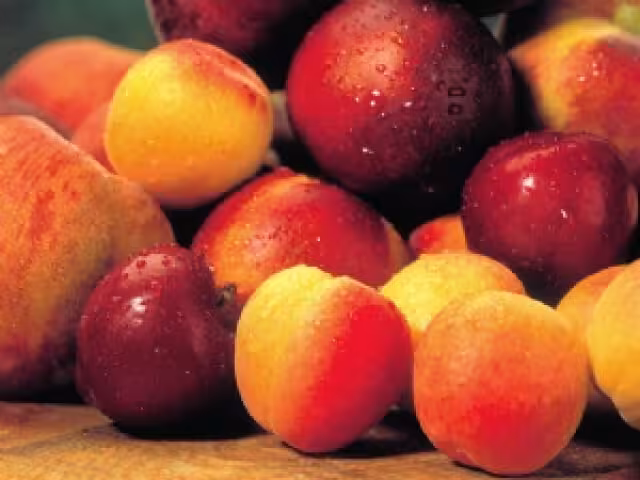 Fruta de Hueso (Foto Cooperativas Agro Alimentarias)