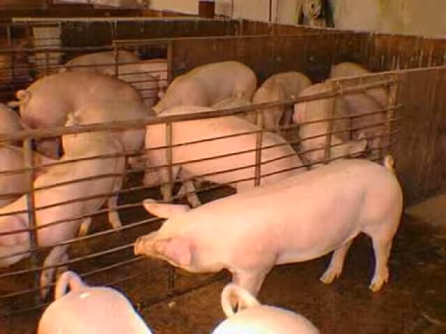 Granja porcina (Foto Colegio de Veterinarios de Murcia). Archivo