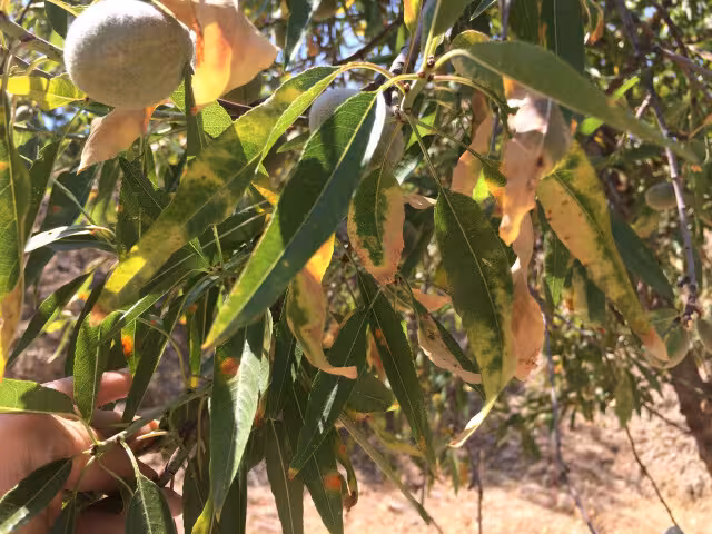 Xylella Fastidiosa en una parcela de Alicante con almendros (Foto Generalitat Valenciana)