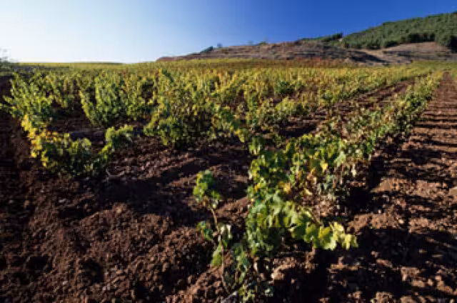 Vi&ntilde;edos La Rioja (Foto Intef) Archivo
