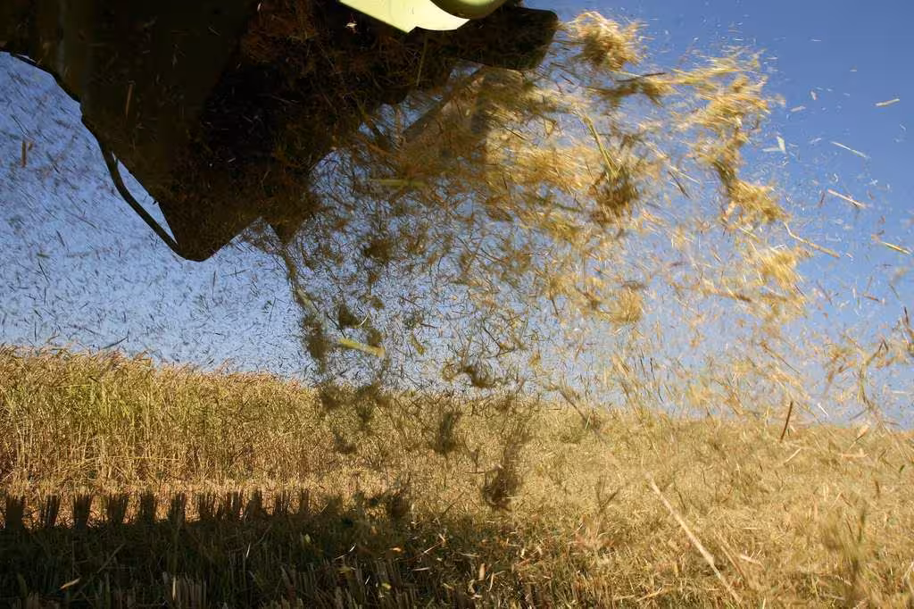 Paja del arroz (Foto Generalitat valenciana)